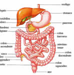 medicina-congresso-sullapparato-digerente-16-9-1